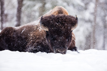American Bison or Buffalo resting in a snow storm in north Quebec Canada. - 231224332