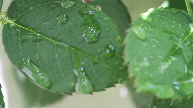 Leaves with water drops