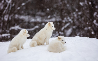 Fototapeta na wymiar Artic fox shot in deep midwinter, Quebec, Canada.