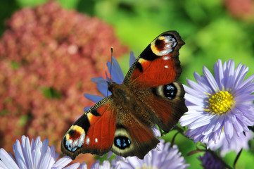 butterfly on flower
