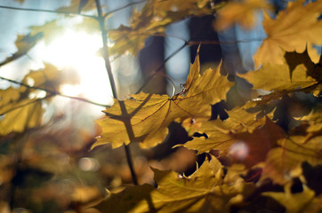 autumn leaves