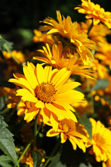 several bright yellow flowers Heliopsis in the fall on a flower bed.