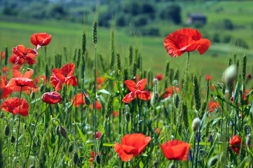 field of poppies