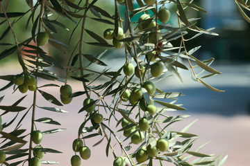 Fototapeta na wymiar Branch of olive tree with berries. Olive tree closeup in Turkey. Mediterranean plant, flora. Cropped shot, close-up