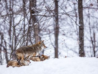 Obraz premium Pack of coyotes resting in mid winter in a boreal forest Quebec, Canada.