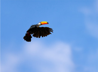 Toco Toucan flying with wings outstretched in flight and blue cloud sky © Russell Vance