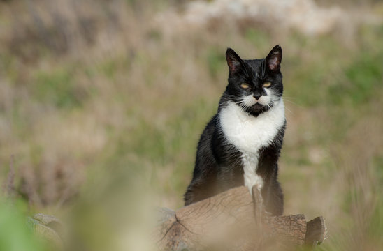Chat