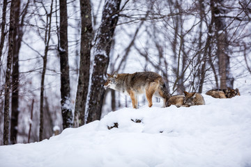 Fototapeta premium Pack of coyotes resting in mid winter in a boreal forest Quebec, Canada.