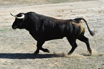 toro negro español en plaza de toros