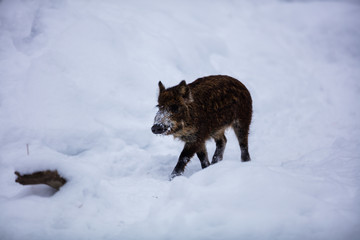 Wild boar in a boreal forest in mid winter in Quebec, Canada.