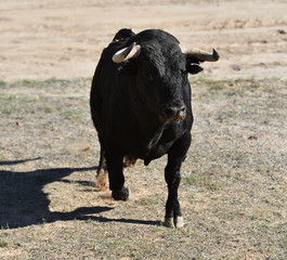 toro español con grandes cuernos