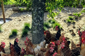 Liberdade das galinhas