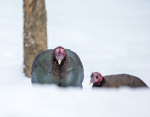 Wild turkeys hidden deep in the forest in mid winter Quebec Canada.