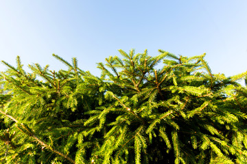Spruce decorations on background of blue sky