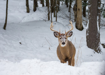 Red or spotted deer in deep mid winter, north Quebec, Canada.