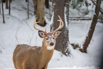 Red or spotted deer in deep mid winter, north Quebec, Canada.