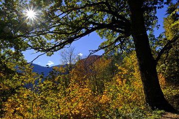 Oktober, Laub im Herbst mit Sonnenstrahlen