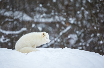 Obraz premium Artic fox shot far north in Quebec, Canada.