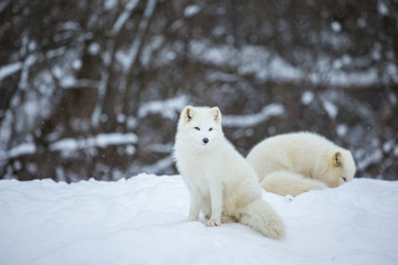 Naklejka na ściany i meble Artic fox shot far north in Quebec, Canada.