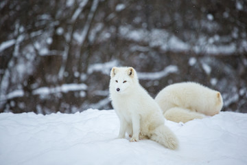 Artic fox shot far north in Quebec, Canada.