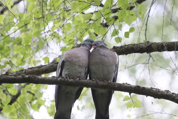 Columba palumbus