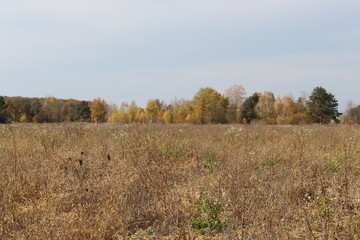 Fototapeta premium Autumn forest is beautiful this season. View of the meadow from the forest