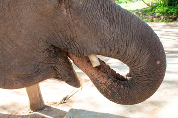 Elephant Face Detail