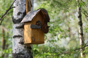 Sciurus