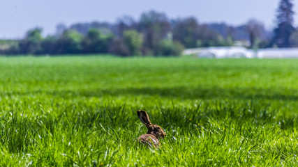 Cute rabbit portrait
