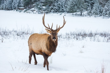 American or Canadian Elk shot in early winter in deep snow north Quebec Canada.