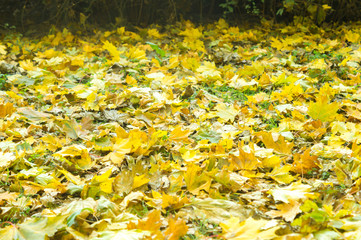 bright autumn carpet of fallen maple leaves