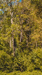 Smartphone HD Wallpaper of beautiful alpine view near Ettal - Bavaria - Germany