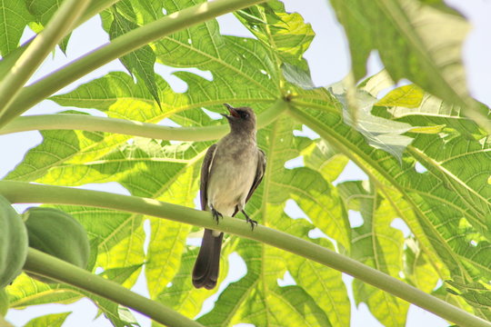 bird on a branch