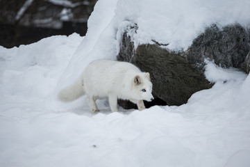 Artic fox shot far north in Quebec, Canada.