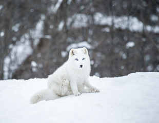 Obraz na płótnie Canvas Artic fox shot far north in Quebec, Canada.