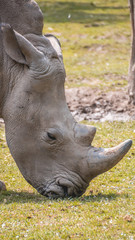 Obraz premium Smartphone HD Wallpaper of rhinoceros feeding grass