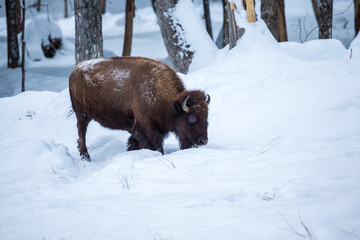 American Bison or Buffalo resting in a snow storm in north Quebec Canada.