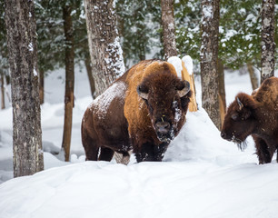 Naklejka premium American Bison or Buffalo resting in a snow storm in north Quebec Canada.