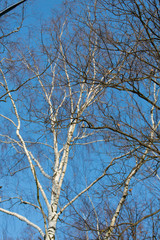 Fototapeta na wymiar Birches in the winter forest against the blue sky