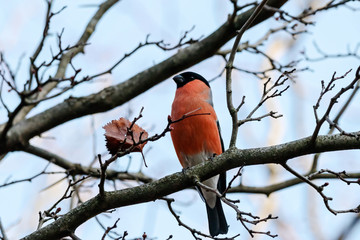 Eurasian bullfinch male sitting on branch of tree. Cute bright red colorful songbird. Bird in wildlife.