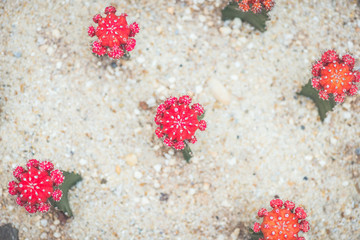 Selective Focus Close-Up Cactus Texture Background