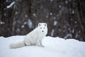 Obraz na płótnie Canvas Artic fox deep in the north of Quebec, Canada.