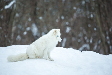 Obraz na płótnie Canvas Artic fox deep in the north of Quebec, Canada.