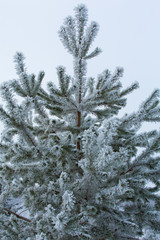 Snow-covered winter pine branch
