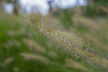 Gräser in den Bergen