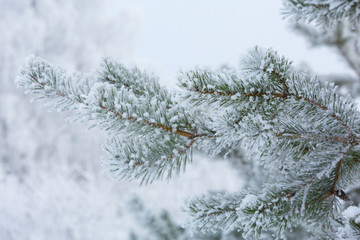Naklejka na ściany i meble Snow-covered winter pine branch