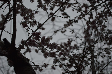 Grey Blossoms 