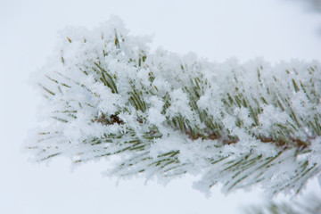 Snow-covered winter pine branch