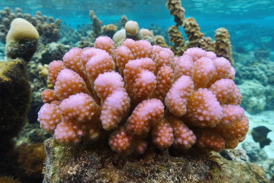 Pink coral underwater, Pocillopora Sp., Pacific ocean, Polynesia, American Samoa