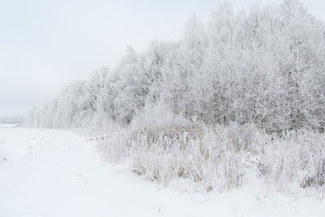 Snow-covered winter forest